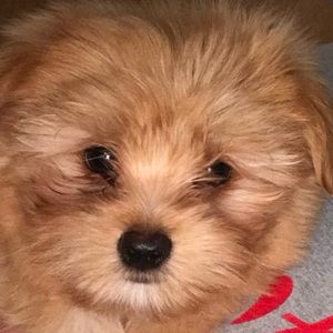 Meet your Posher, Susan